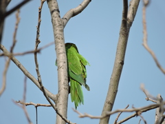 Psittacara holochlorus