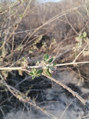 Condea