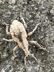 Dermatoxenus caesicollis