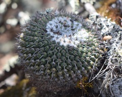 Mammillaria orcuttii