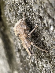 Dermatoxenus caesicollis