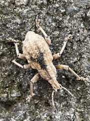 Dermatoxenus caesicollis