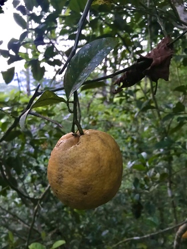 Citrus limon image
