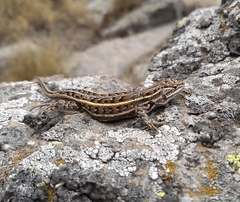 Sceloporus bicanthalis