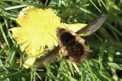Bombylius