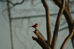 Pyrocephalus rubinus
