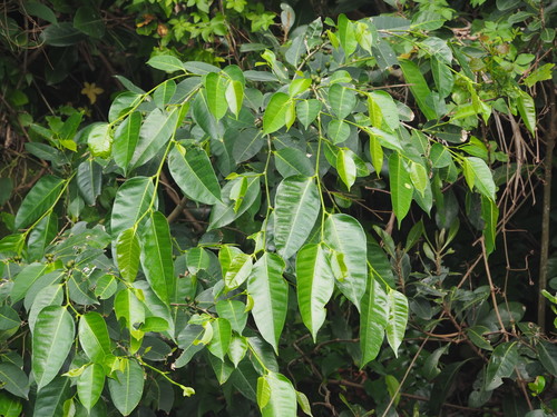 Ficus virgata iNat (3)
