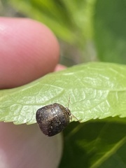 Megacopta punctatissima