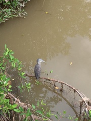 Nyctanassa violacea