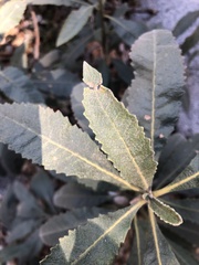 Eriodictyon crassifolium