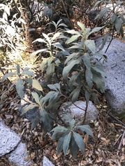 Eriodictyon crassifolium