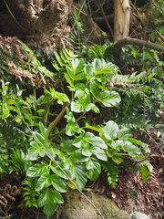 Angelica hirsutiflora
