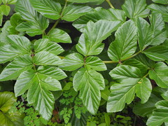 Angelica hirsutiflora
