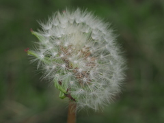 Taraxacum formosanum