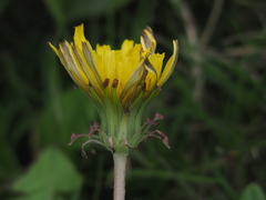 Taraxacum formosanum