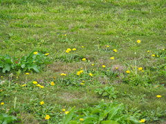 Taraxacum formosanum