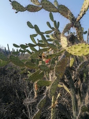 Opuntia karwinskiana