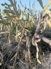 Opuntia karwinskiana
