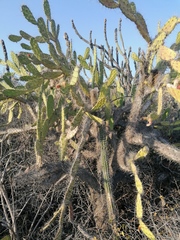 Opuntia karwinskiana