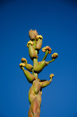 Agave gentryi