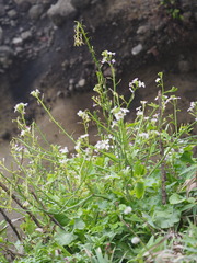 Raphanus sativus raphanistroides