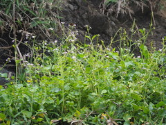 Raphanus sativus raphanistroides