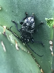 Acanthoderes funeraria