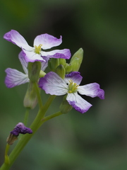 Raphanus sativus raphanistroides