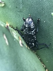 Acanthoderes funeraria