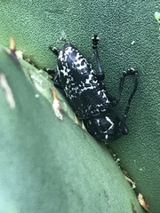 Acanthoderes funeraria