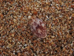 Pardalinops testudinaria