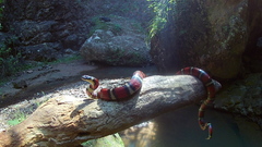 Lampropeltis ruthveni