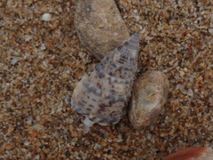 Rhinoclavis sinensis