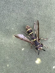 Polybiomyia