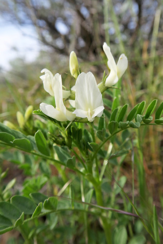 Snake canyon milkvetch (Astragalus vallaris)