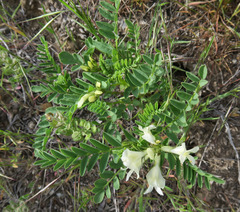 Astragalus vallaris