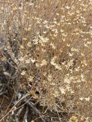 Acamptopappus sphaerocephalus