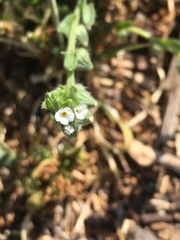 Plagiobothrys canescens