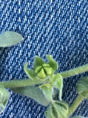 Plagiobothrys canescens