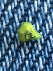 Plagiobothrys canescens