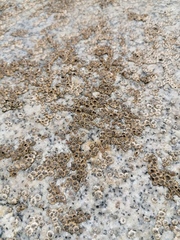 Chthamalus hedgecocki