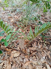 Zamia loddigesii