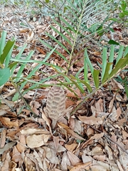 Zamia loddigesii