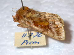 Autographa jota