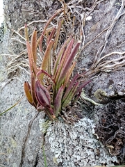 Brassavola