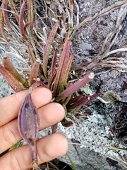 Brassavola