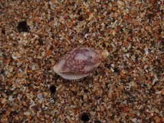 Pardalinops testudinaria