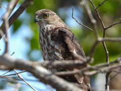 Accipiter cooperii