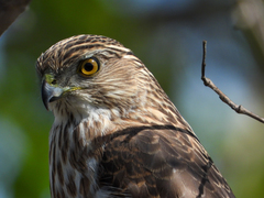 Accipiter cooperii
