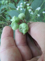 Schizomyia eupatoriflorae